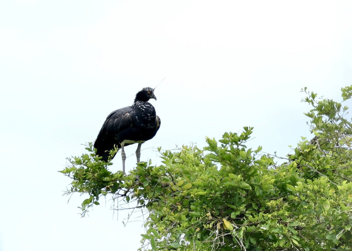 ツノサケビドリ - ML644437961