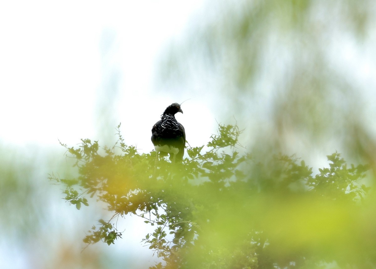 ツノサケビドリ - ML644437964