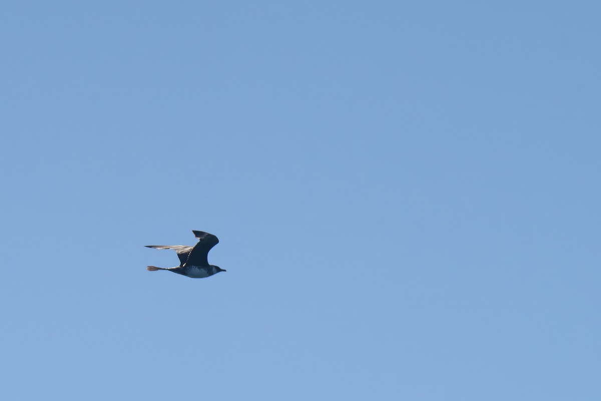 Labbe pomarin - ML644437967