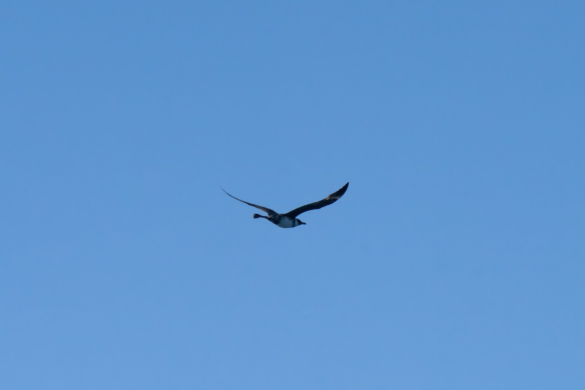 Labbe pomarin - ML644437968