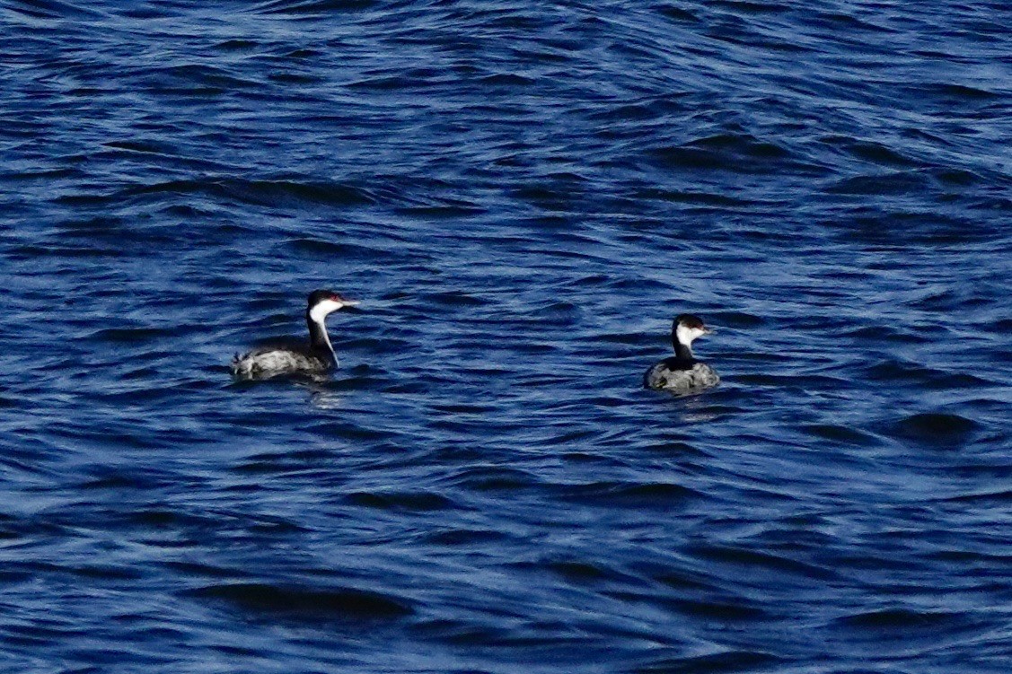 horndykker - ML644437970