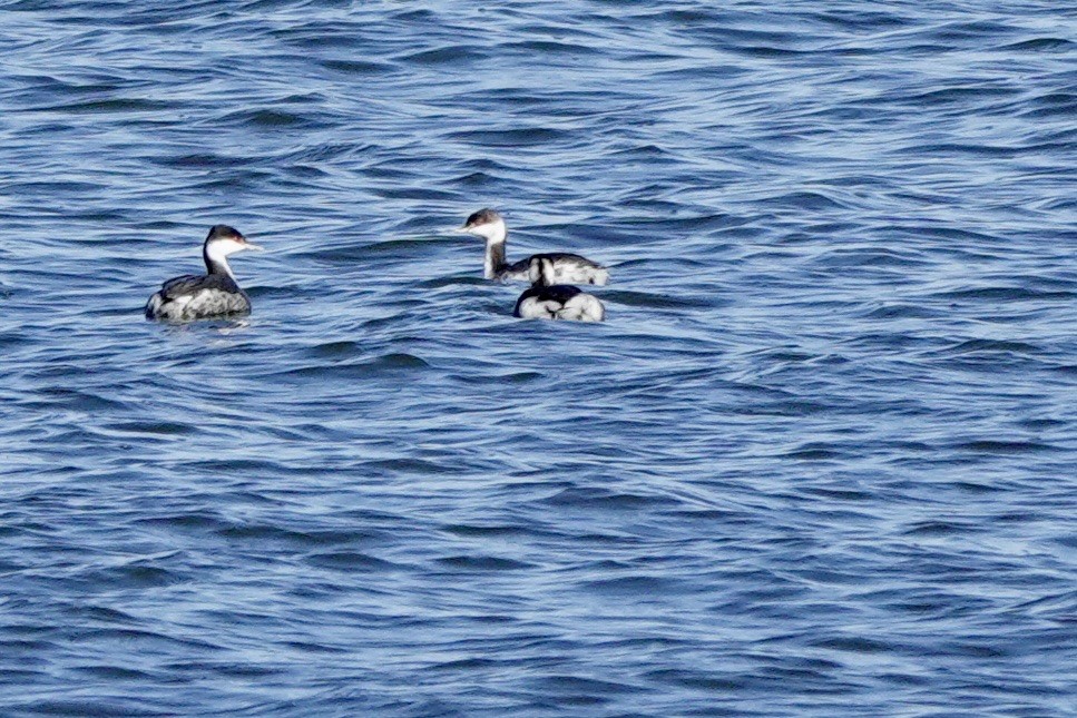 horndykker - ML644437971