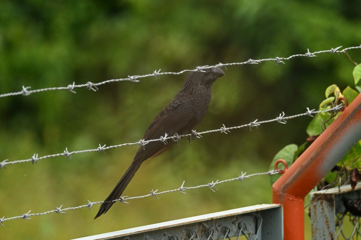 Smooth-billed Ani - ML644437973