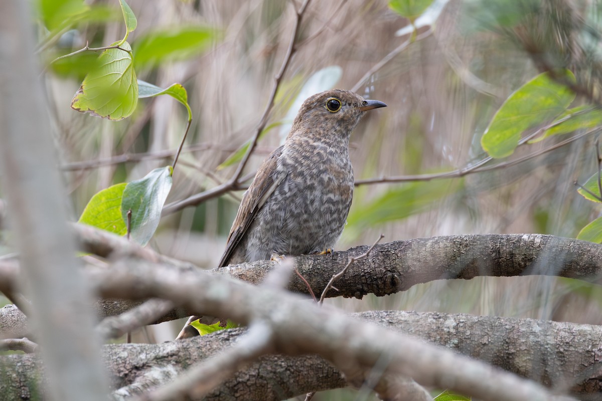 Fan-tailed Cuckoo - ML644437974