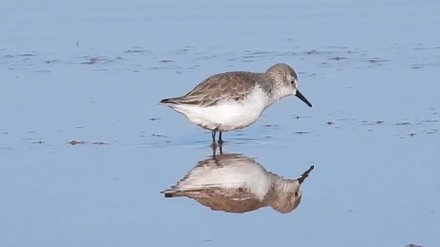 Alaska Kumkuşu - ML644437984