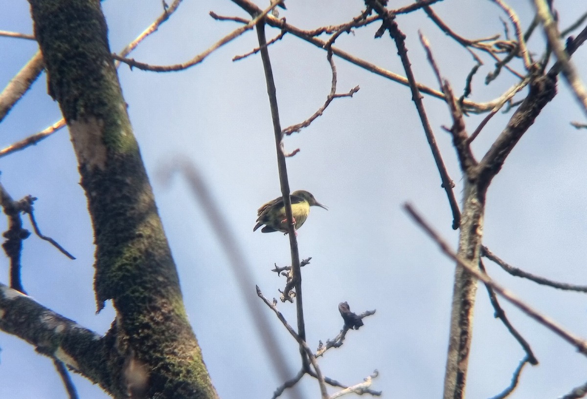 Mielerito Patirrojo - ML644438001