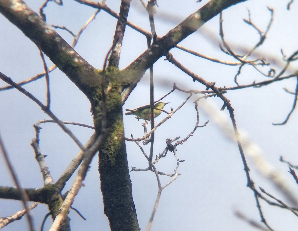 Mielerito Patirrojo - ML644438003