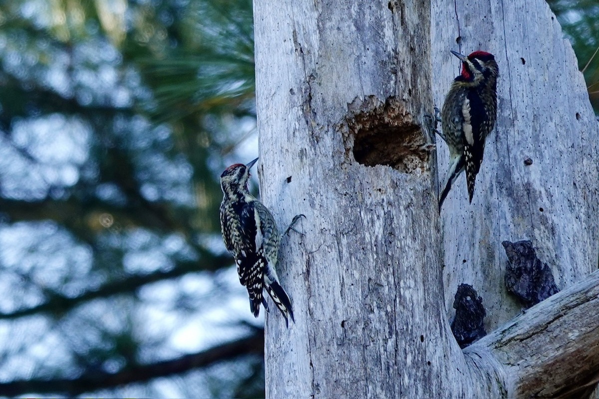 Yellow-bellied Sapsucker - ML644438009