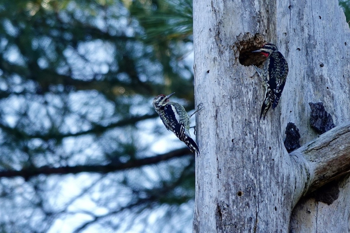 Yellow-bellied Sapsucker - ML644438010