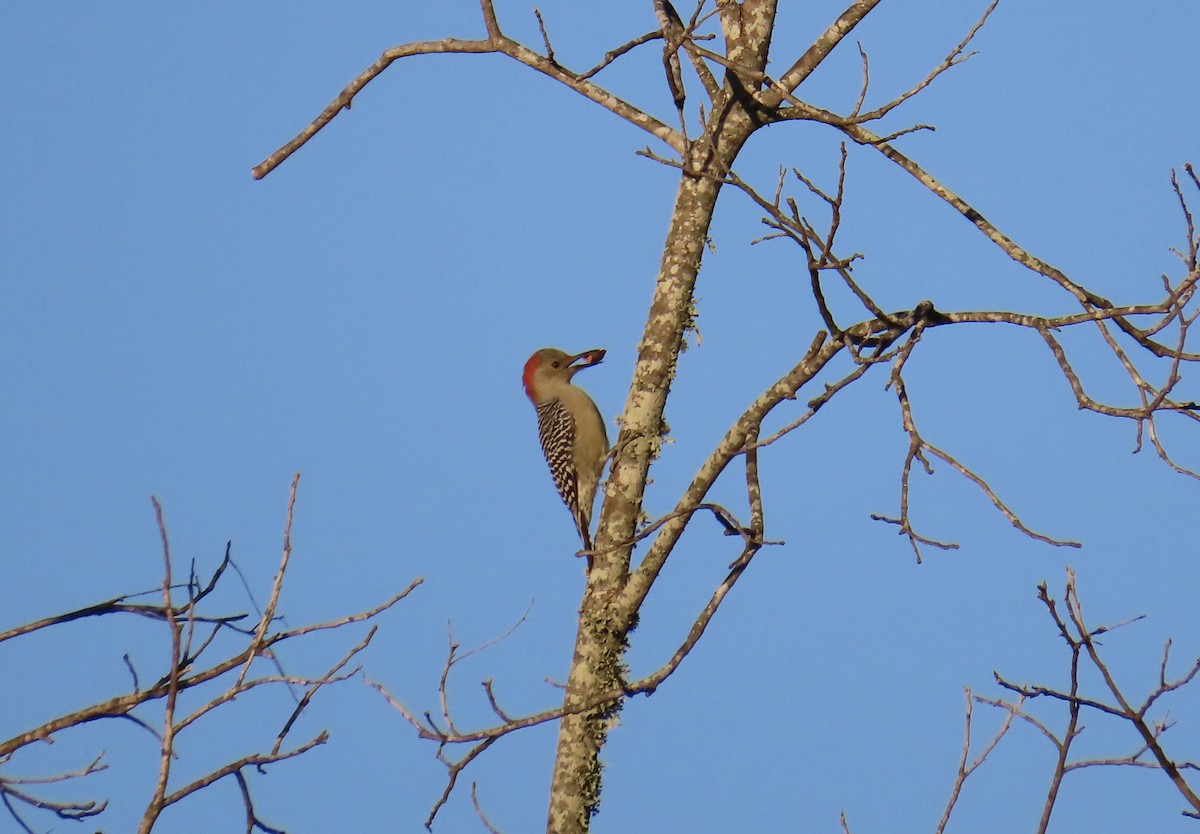 シマセゲラ - ML644438016