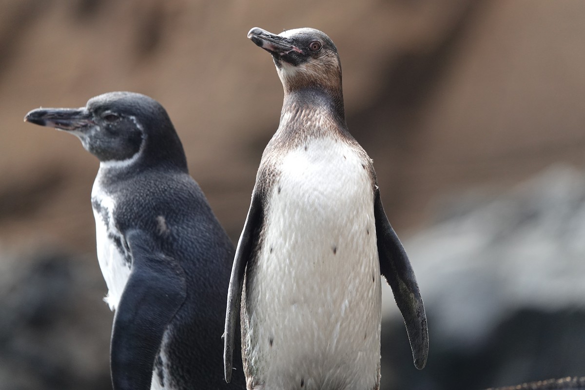 ガラパゴスペンギン - ML644438017