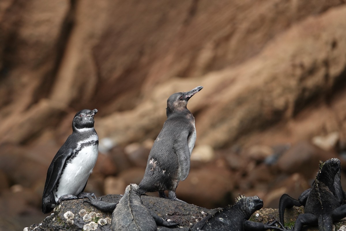 ガラパゴスペンギン - ML644438021