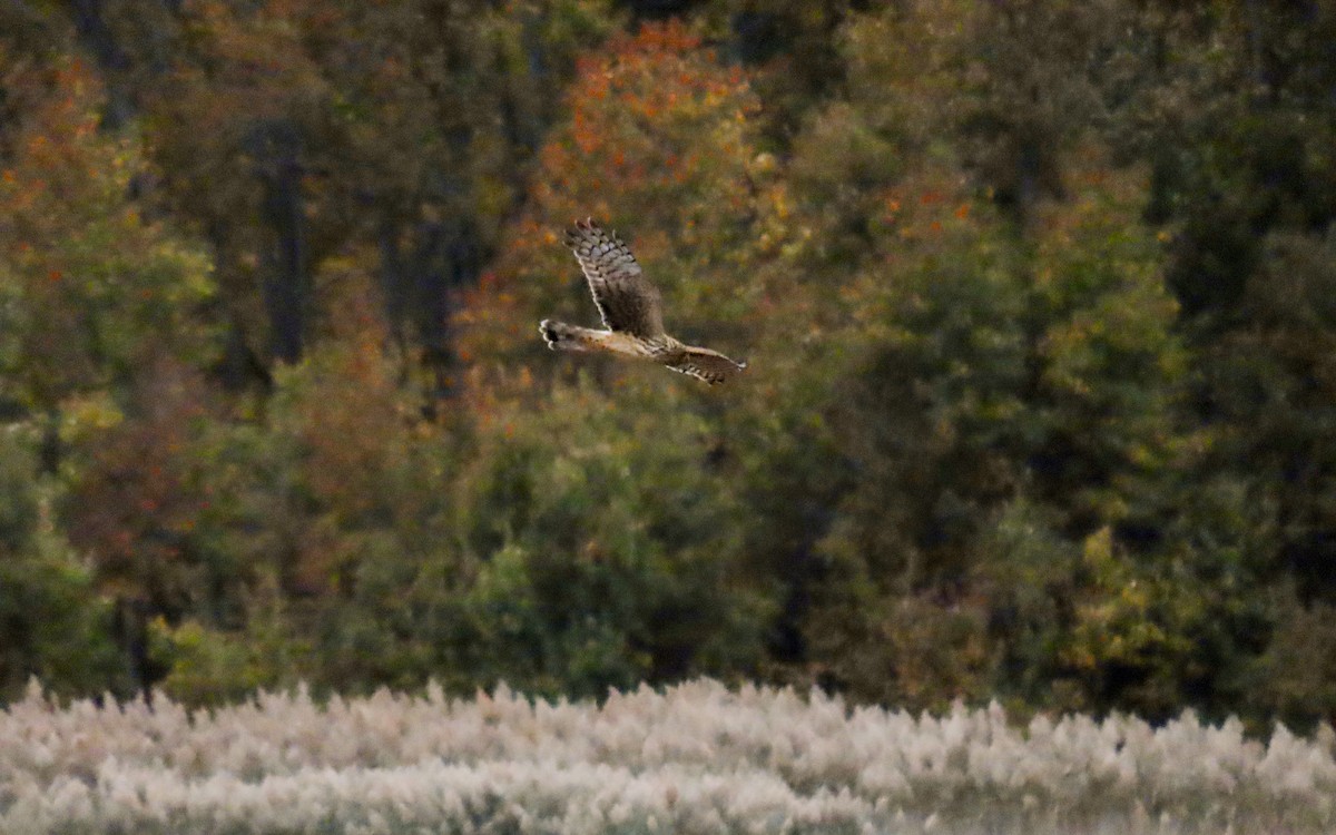 Aguilucho de Hudson - ML644438026