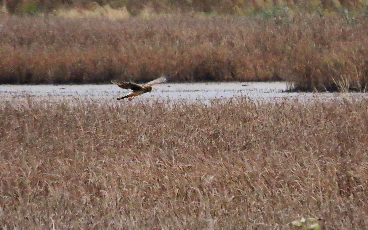 Aguilucho de Hudson - ML644438036