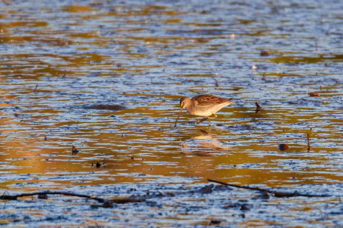 Хараалжин цууцил - ML644438037