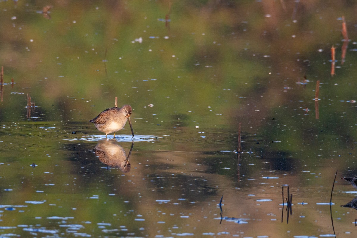 Хараалжин цууцил - ML644438038