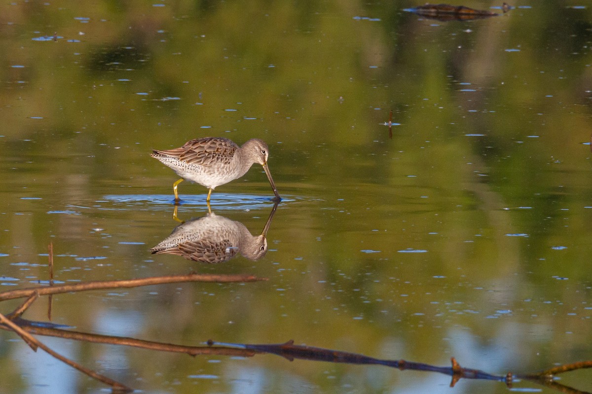 Хараалжин цууцил - ML644438039