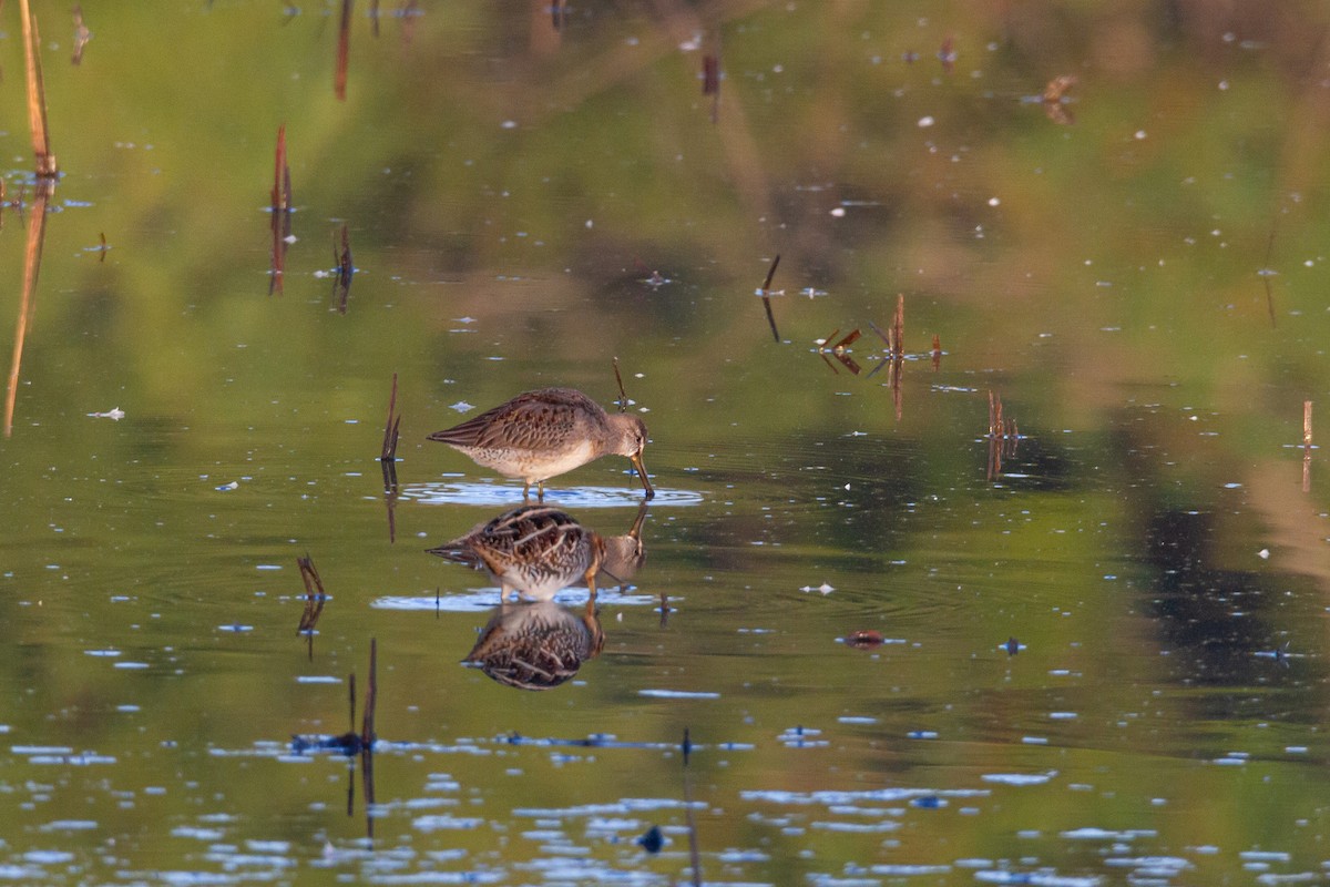 Хараалжин цууцил - ML644438040