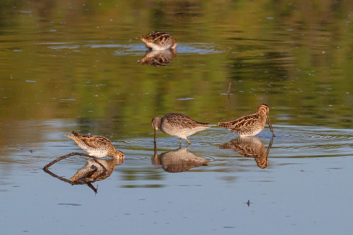 Хараалжин цууцил - ML644438041