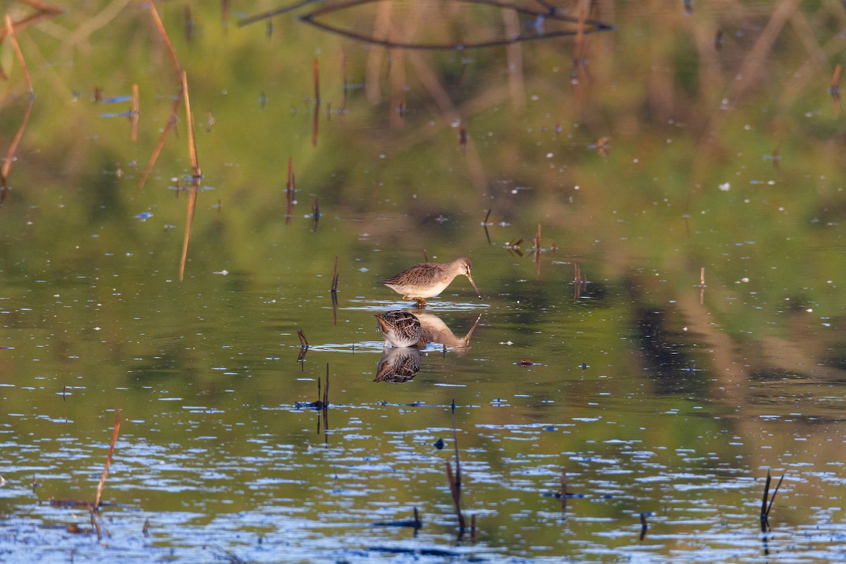 Хараалжин цууцил - ML644438042