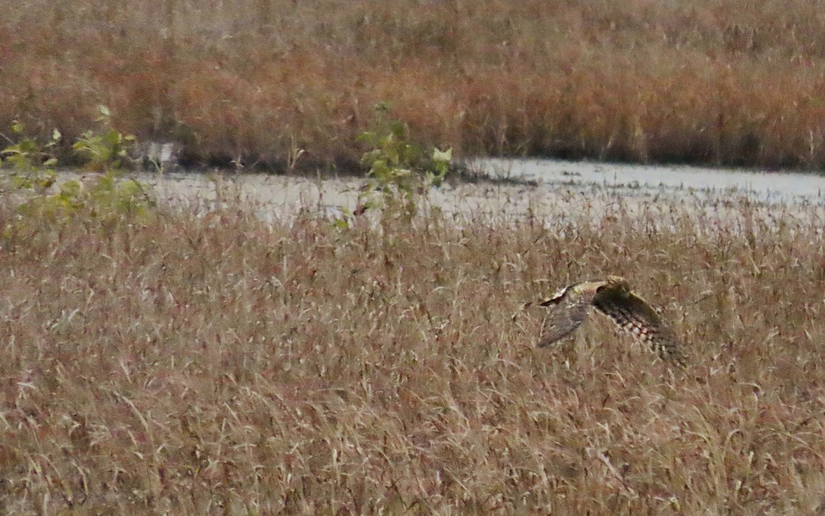 Aguilucho de Hudson - ML644438046
