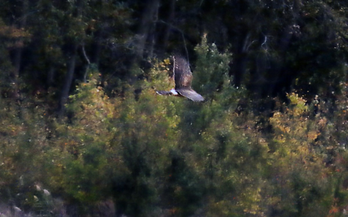Aguilucho de Hudson - ML644438047