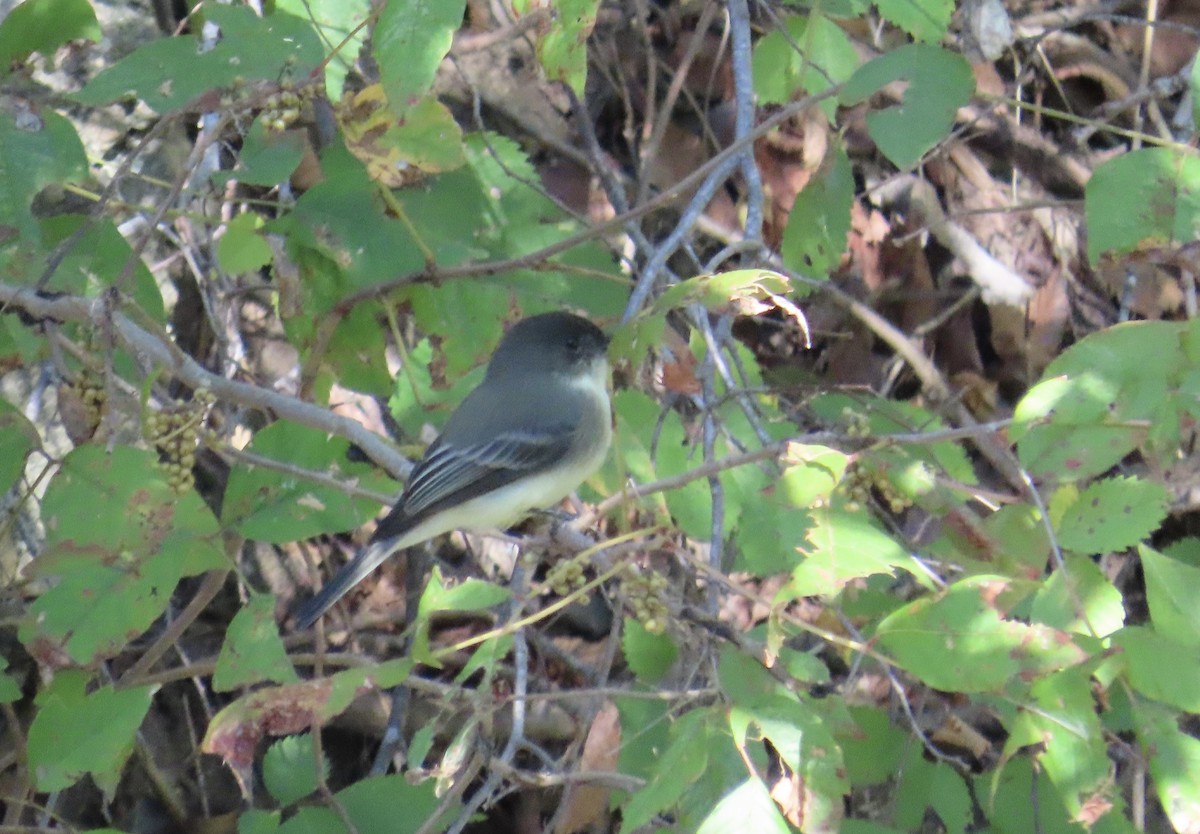 Weißbauch-Phoebetyrann - ML644438088