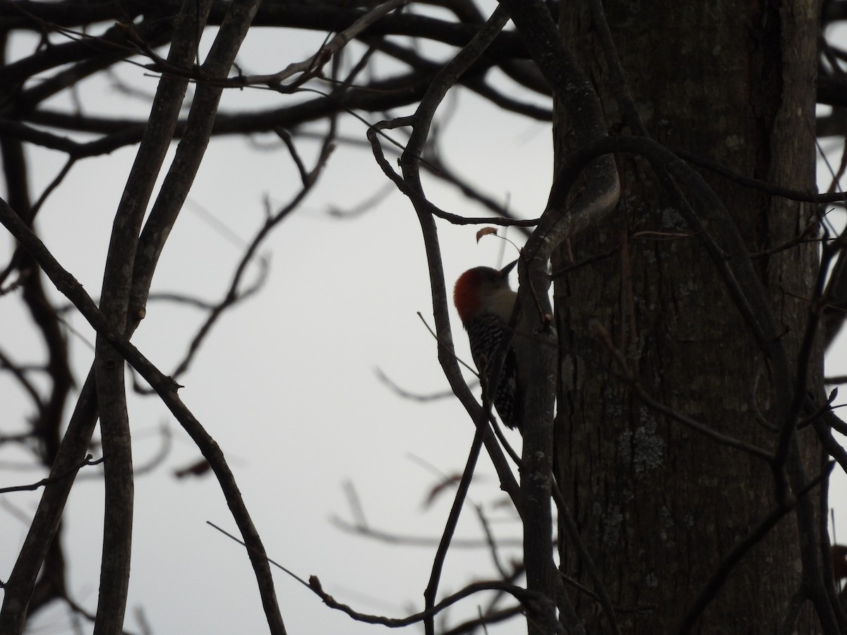 シマセゲラ - ML644438103