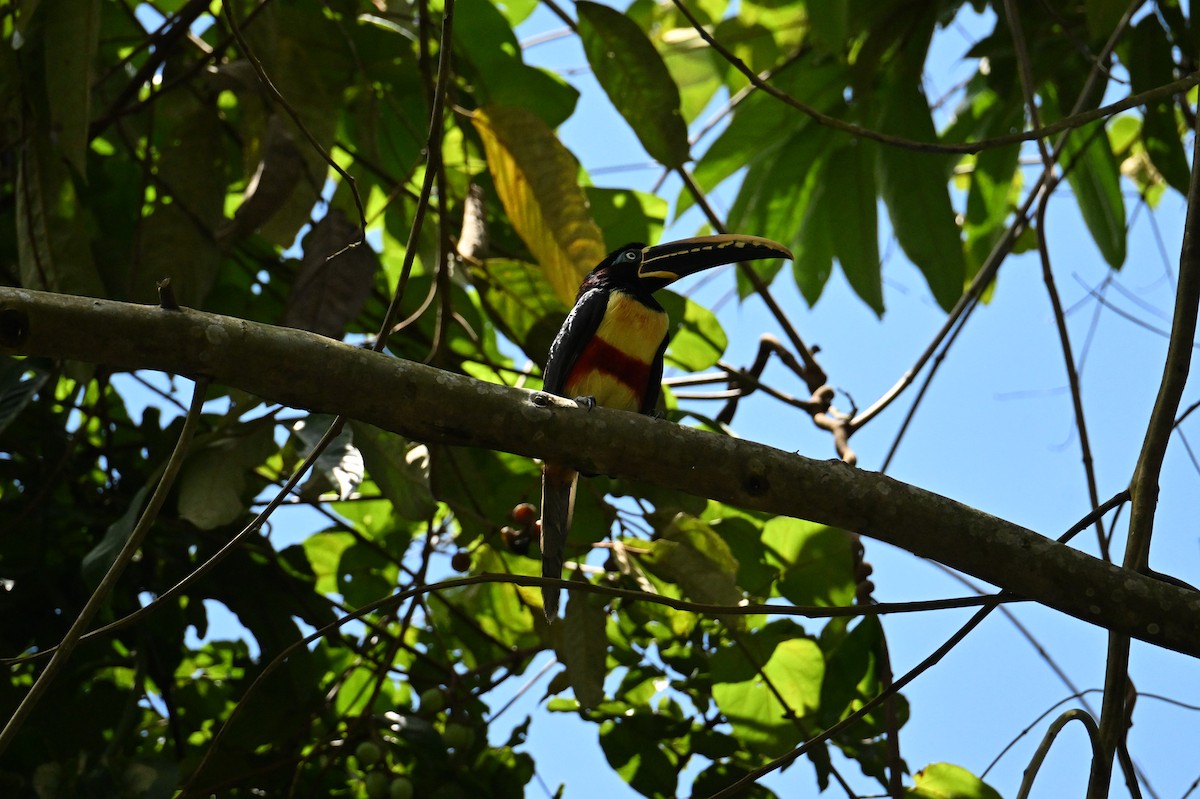 arassari hnědouchý - ML644438106