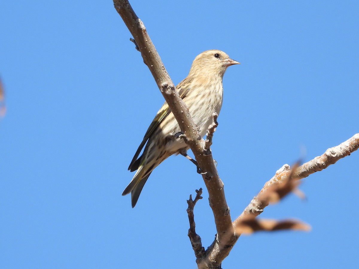 Pine Siskin - ML644438108