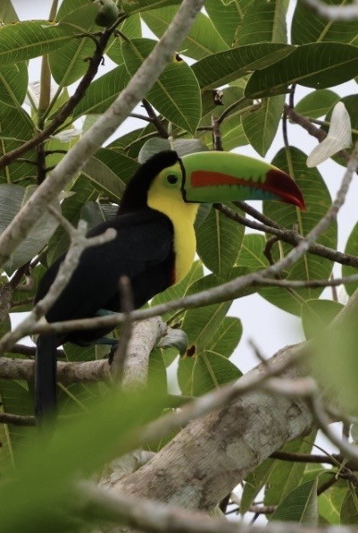 Радужный тукан - ML644438123