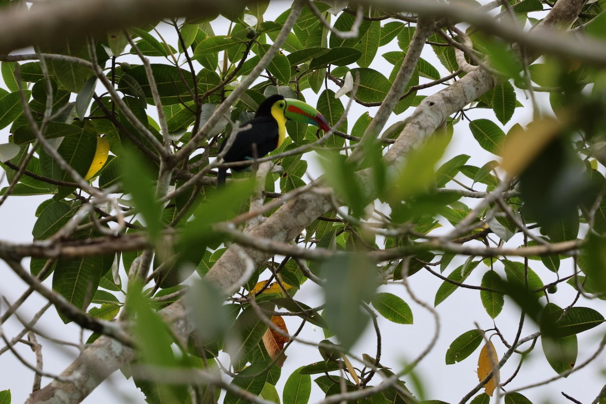 Радужный тукан - ML644438126