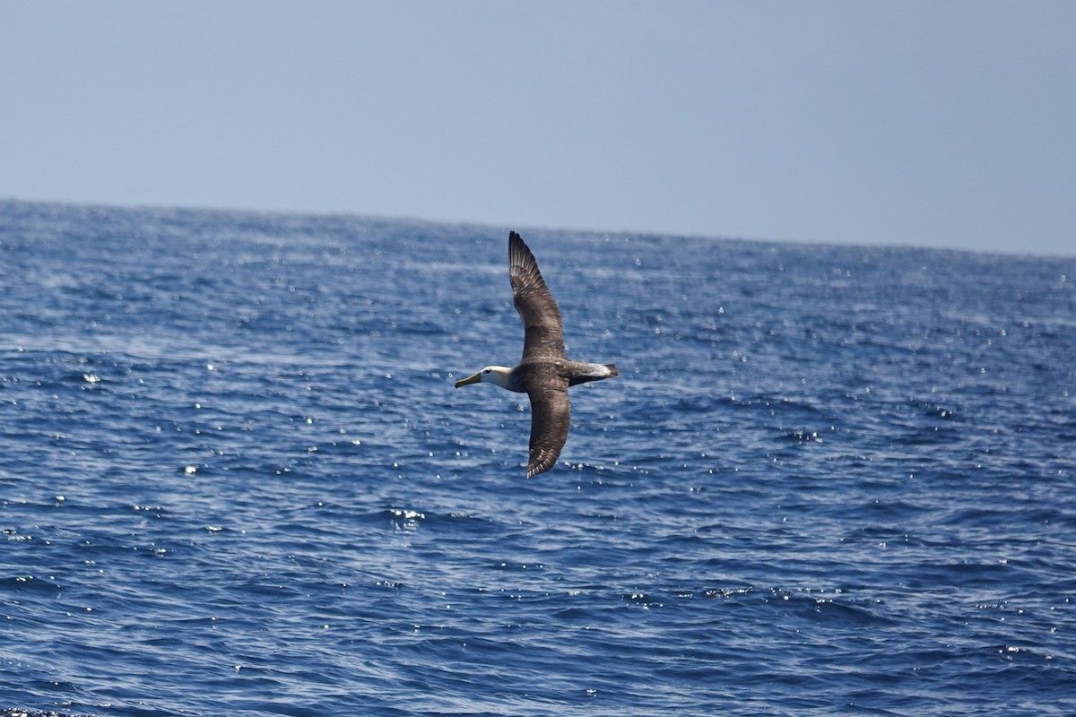 Waved Albatross - ML644438129