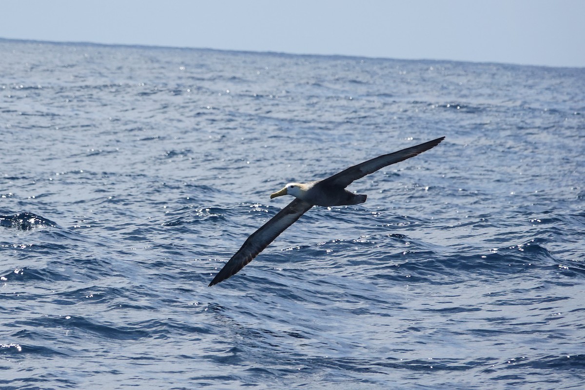 Waved Albatross - ML644438130