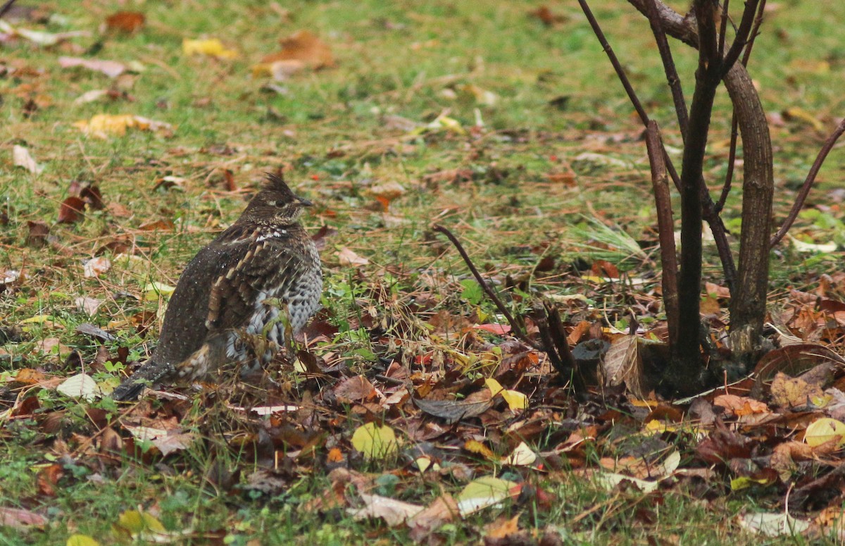 jeřábek kanadský - ML644438139