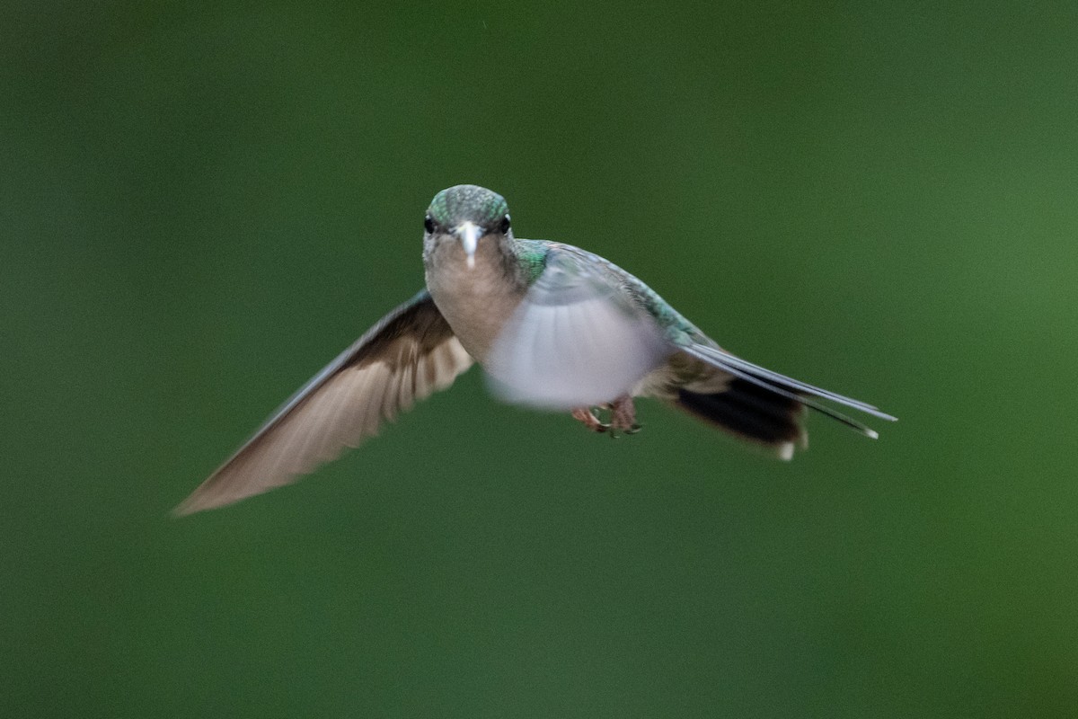 Fork-tailed Woodnymph - ML644438144