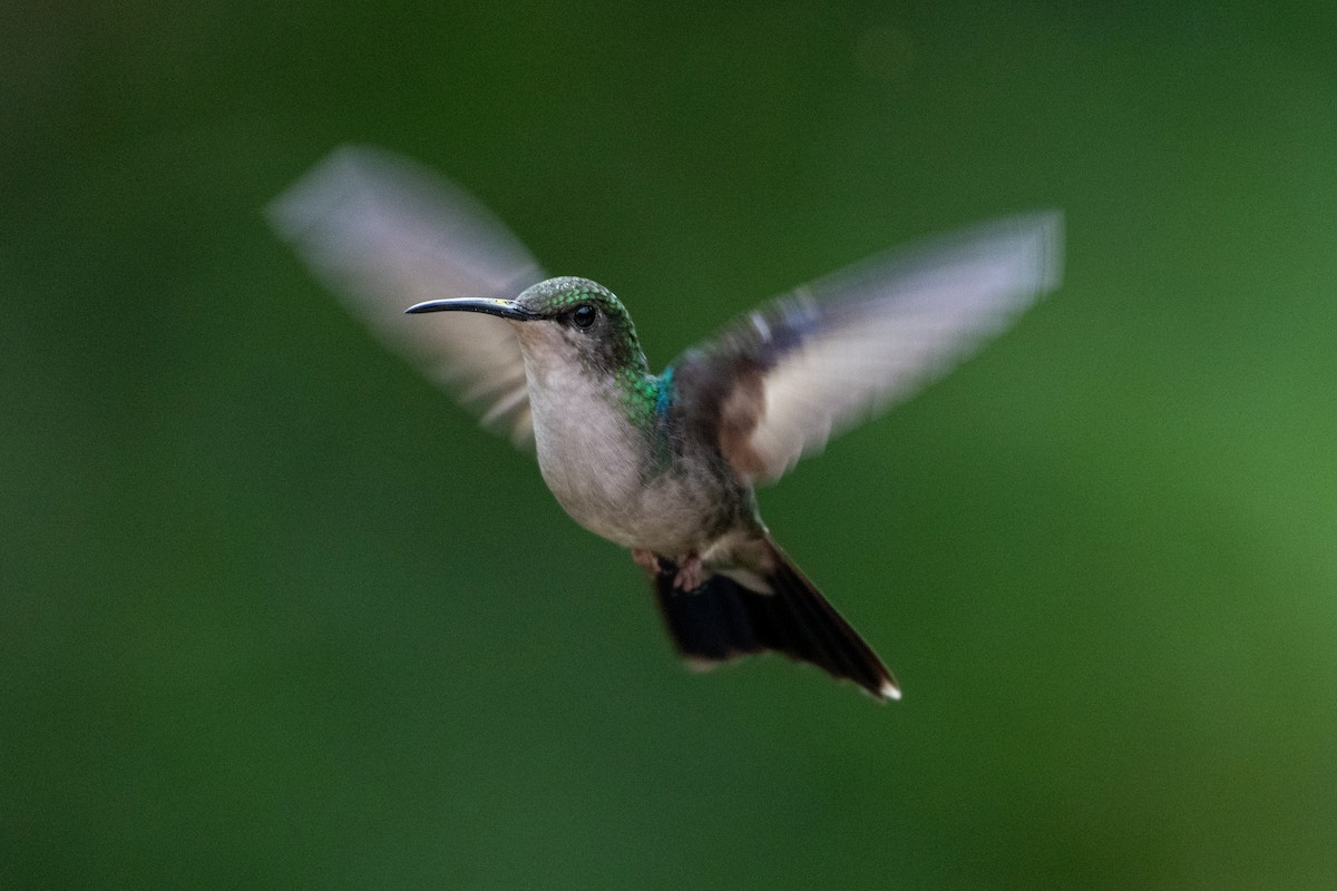 Fork-tailed Woodnymph - ML644438145