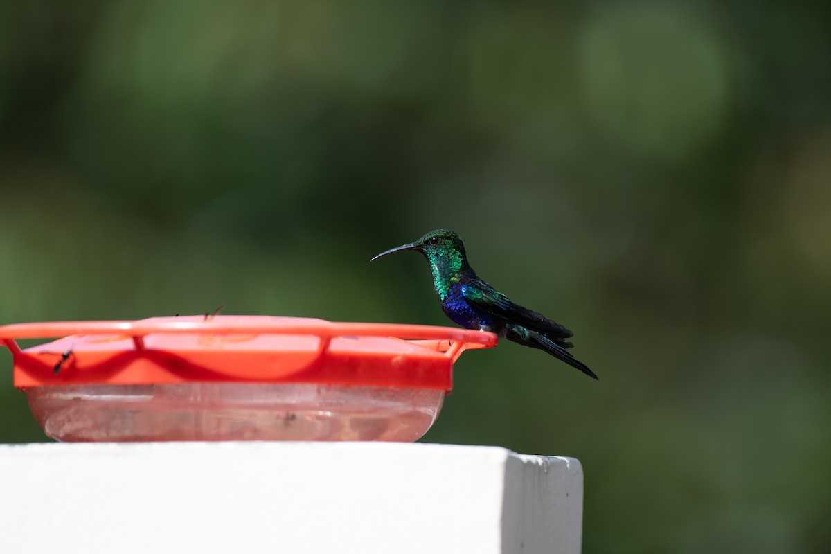 Fork-tailed Woodnymph - ML644438146