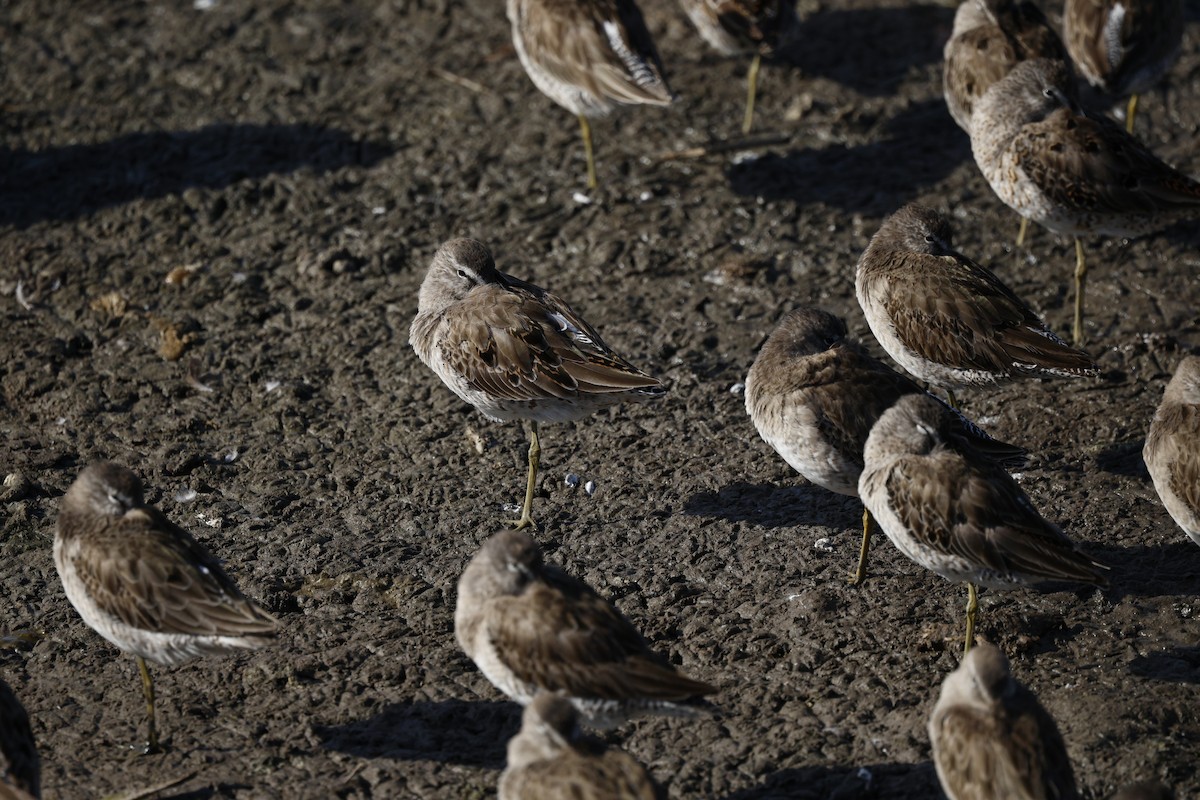 Хараалжин цууцил - ML644438149