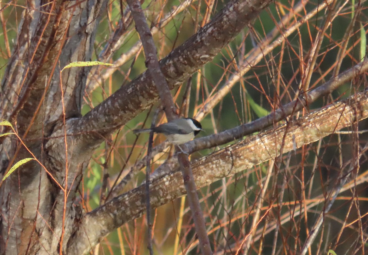 Carolina Chickadee - ML644438169