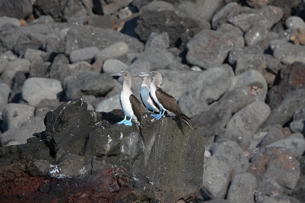 Blue-footed Booby - ML644438177