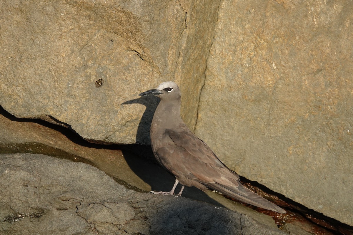 Brown Noddy - ML644438180