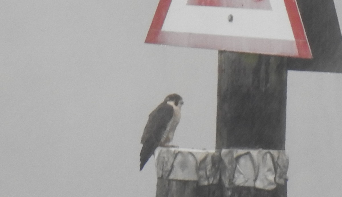 sokol stěhovavý - ML644438182