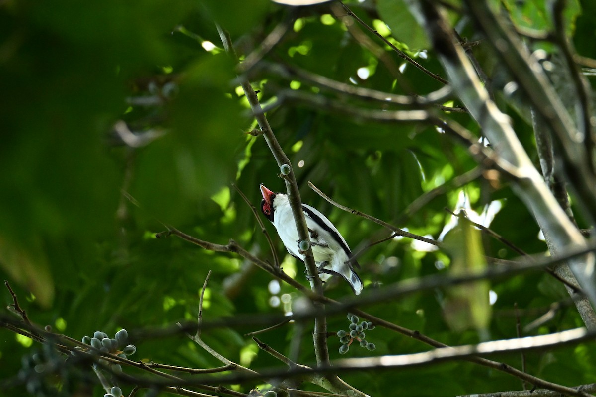 Masked Tityra - ML644438190