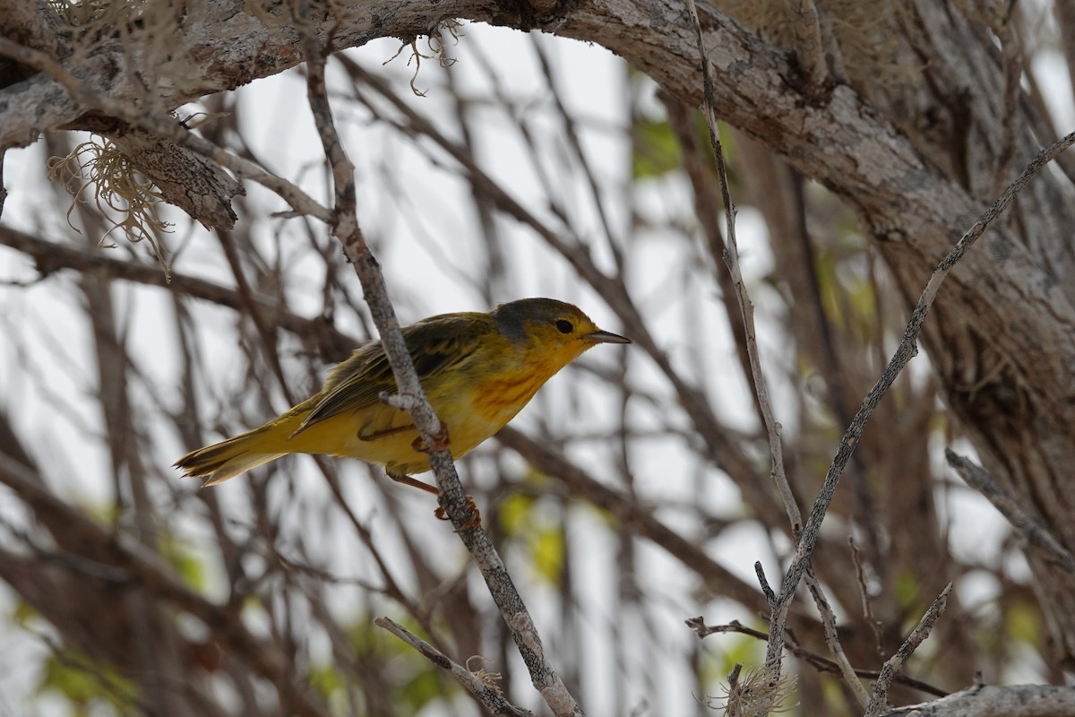 Mangrove Yellow Warbler - ML644438192
