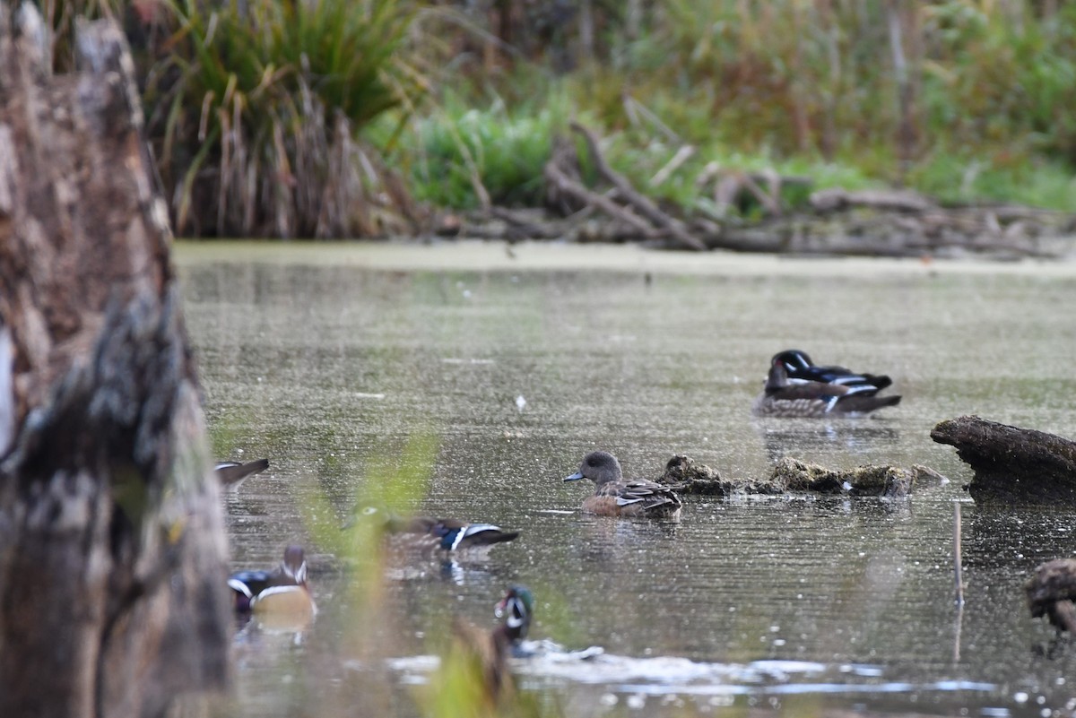 American Wigeon - ML644438194