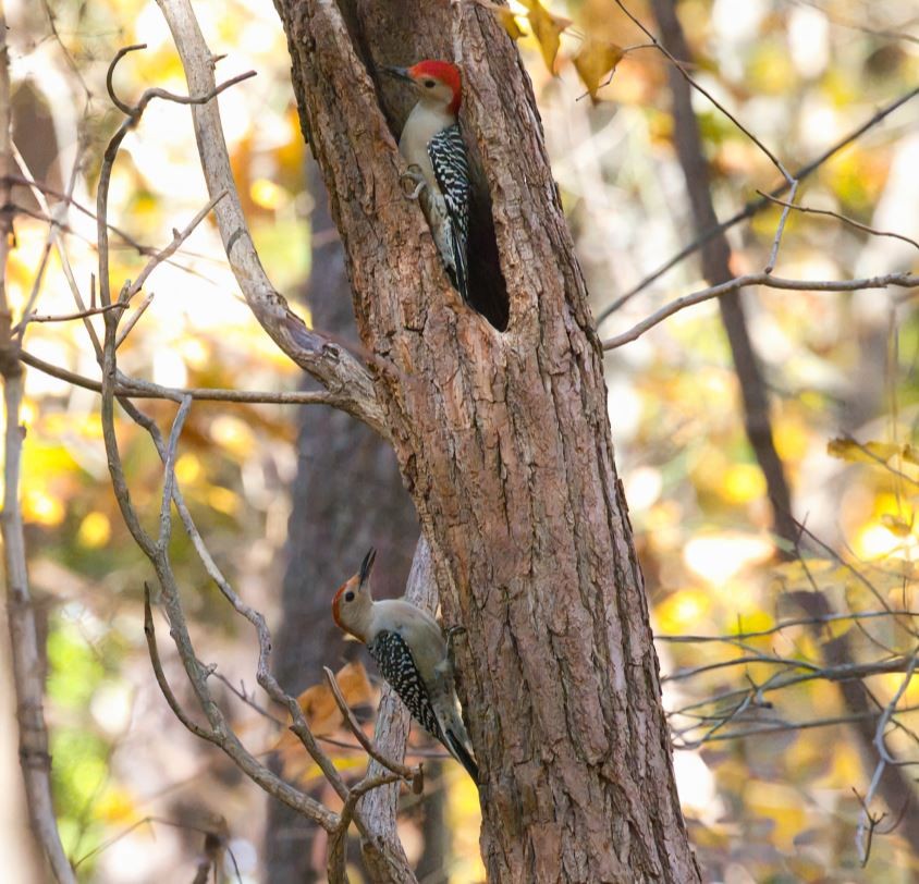 シマセゲラ - ML644438198