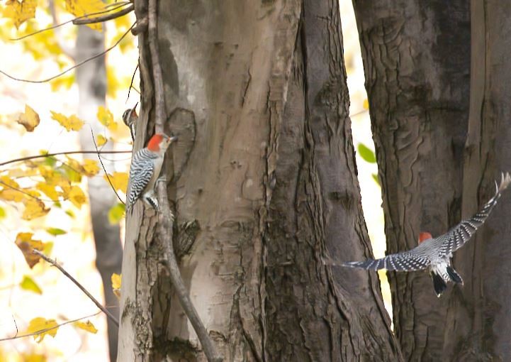 シマセゲラ - ML644438199