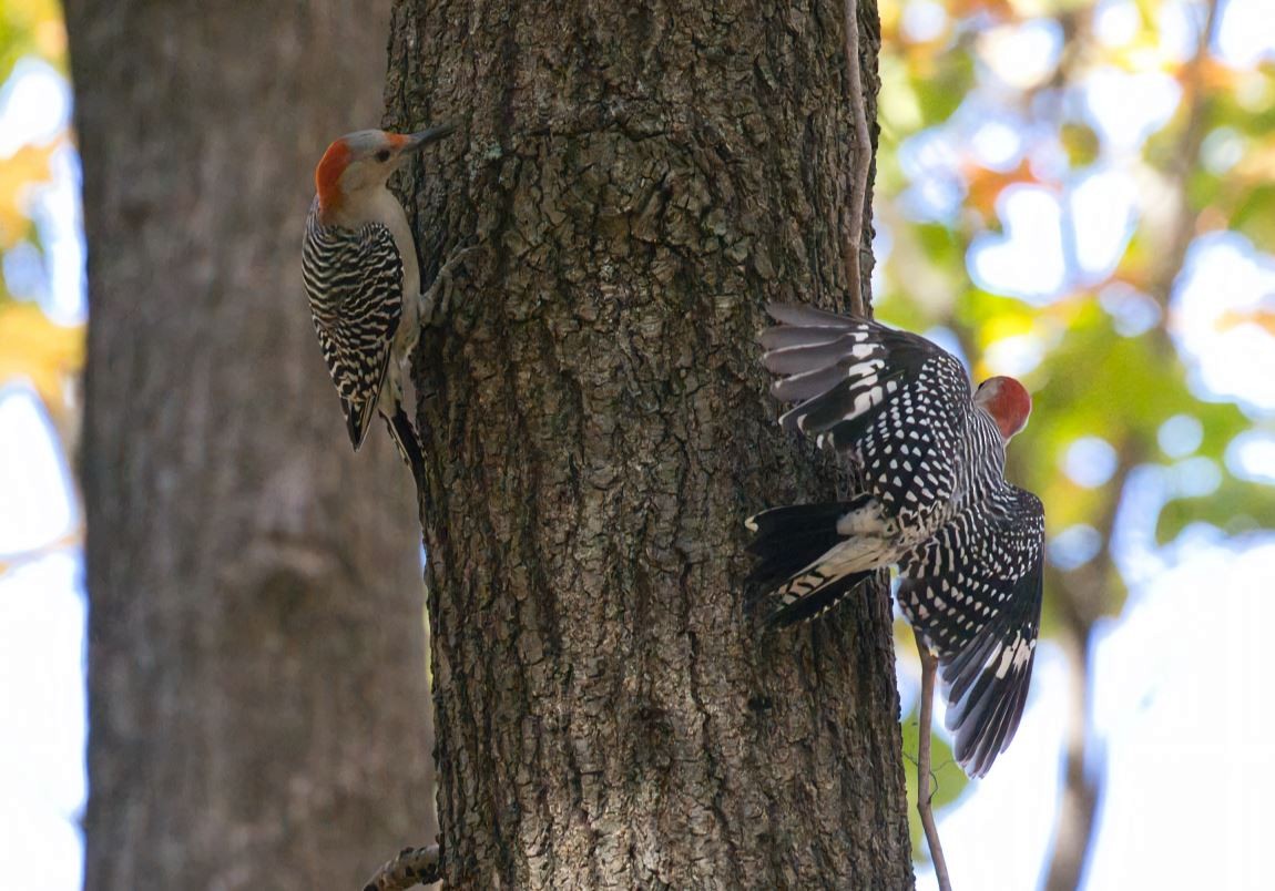 シマセゲラ - ML644438200