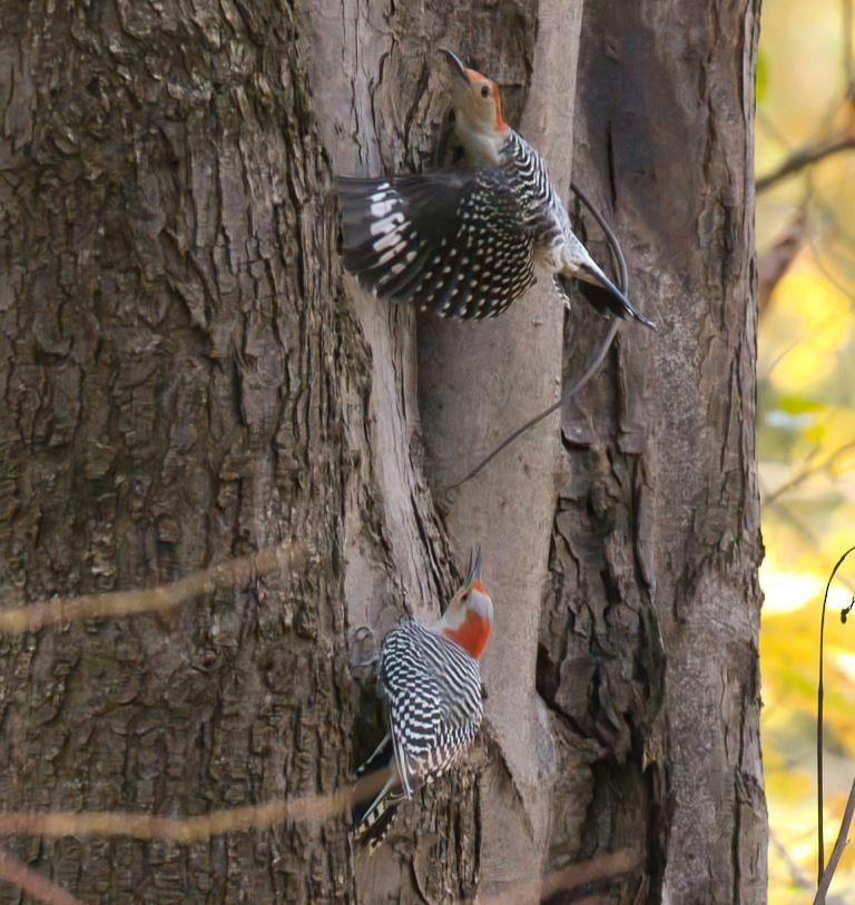 シマセゲラ - ML644438201